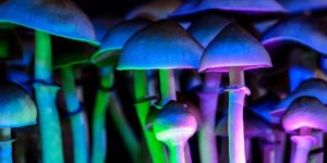Conventions to be followed while developing magic mushrooms