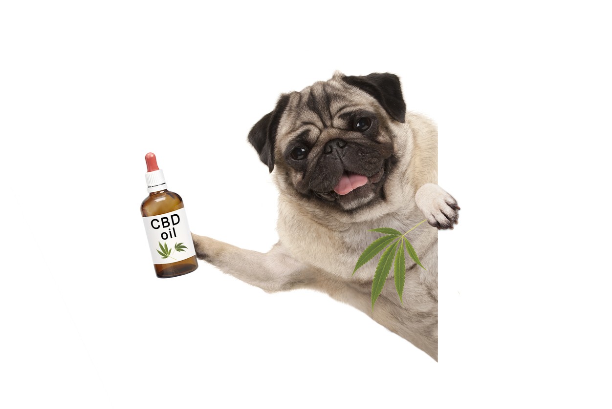 best cbd for dogs for anxiety