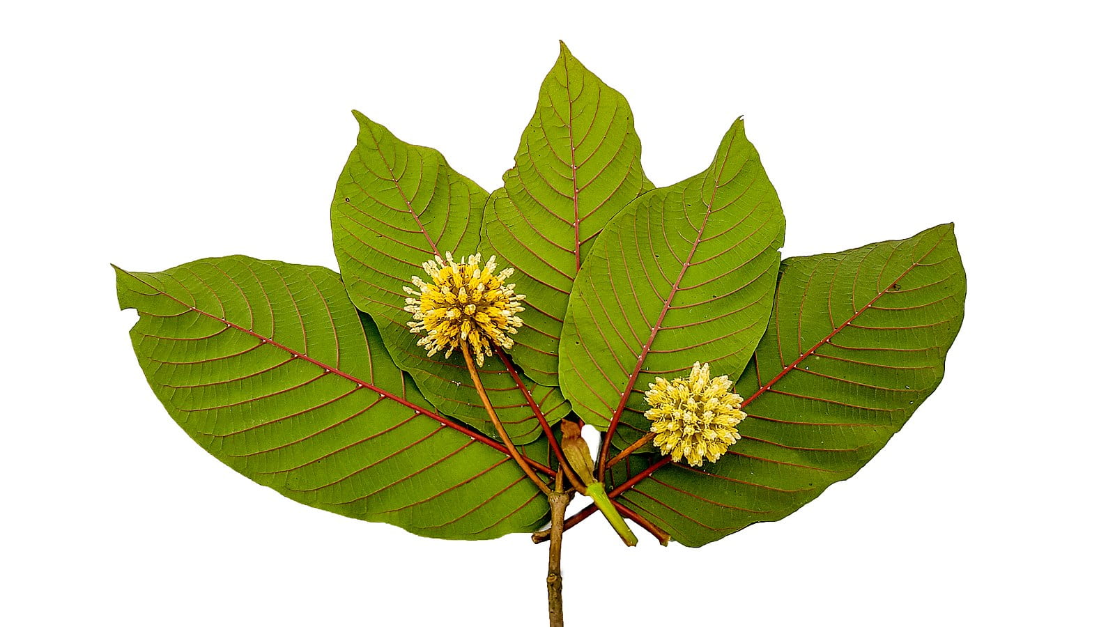 kratom strains